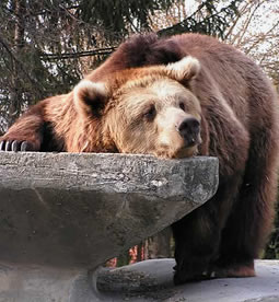 Zoologischer Garten