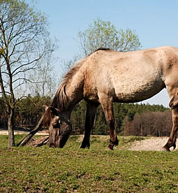 The Roztoczański National Park – The Paradise of Lady Nature  