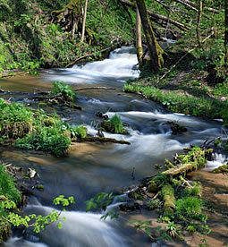 Susiec – Kargul und Pawlak in dem Urwald